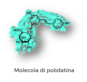 Molecola di polidatina