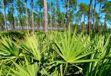 La Serenoa repens nel trattamento dell’ipertrofia prostatica benigna