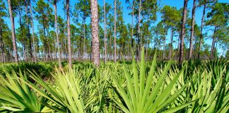 La Serenoa repens nel trattamento dell’ipertrofia prostatica benigna