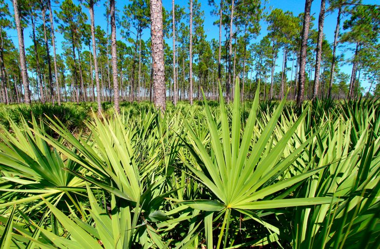 La Serenoa repens nel trattamento dell’ipertrofia prostatica benigna